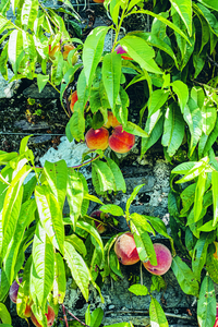 Peaches at Ballymaloe House. Photo by Cliodhna Prendergast 